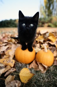halloween cats cute fall cat happy pumpkin real estate selling house kitten animals tiny autumn kittens orange barry crazy isa