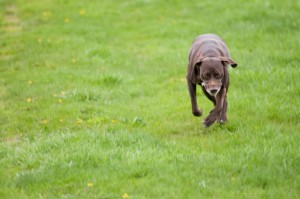 Citizen Canine- Off-Leash Dog Parks in Spruce Grove | Spruce Grove Stony Plain Parkland County Real Estate | Barry Twynam