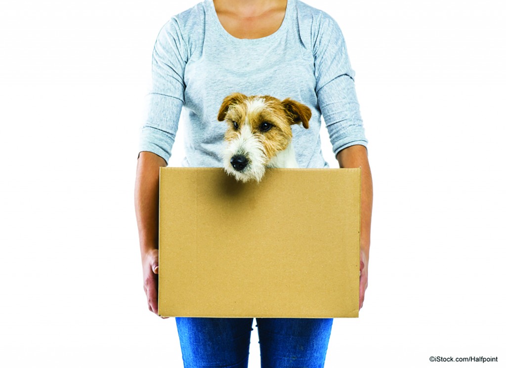 tips-for-moving-to-a-new-home-with-pets-barry-twynam-s-real-estate-blog